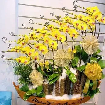 Chậu Hoa Lan Hồ Điệp 09