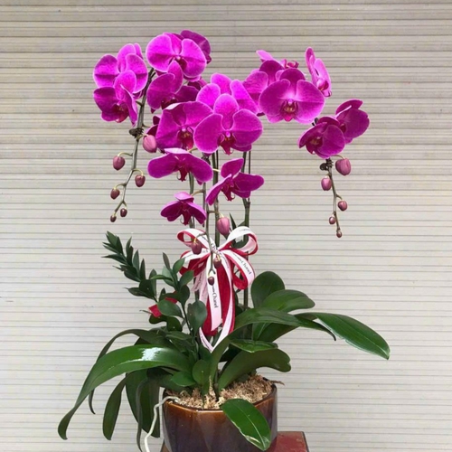 Chậu Hoa Lan Hồ Điệp 35