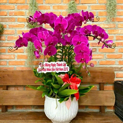 Chậu Hoa Lan Hồ Điệp 34