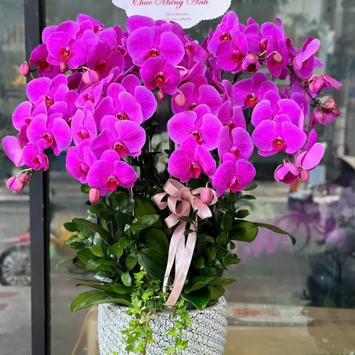 Chậu Hoa Lan Hồ Điệp 01