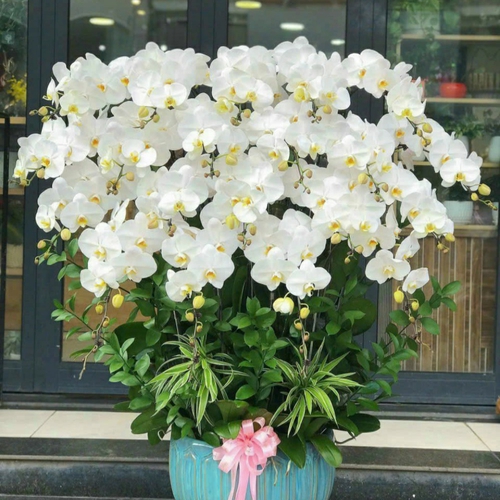 Chậu Hoa Lan Hồ Điệp 25