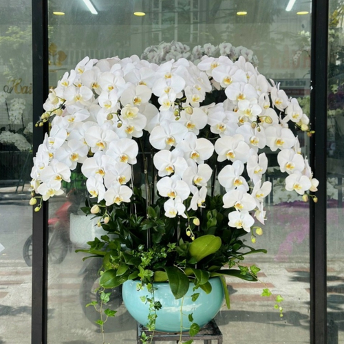 Chậu Hoa Lan Hồ Điệp 28