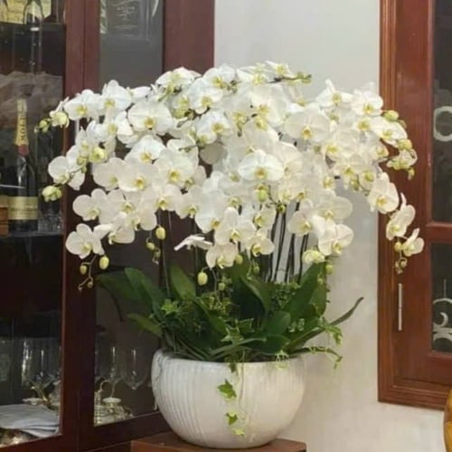 Chậu Hoa Lan Hồ Điệp 26