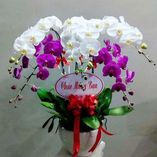 Chậu Hoa Lan Hồ Điệp 07