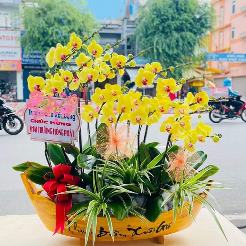 Chậu Hoa Lan Hồ Điệp 10