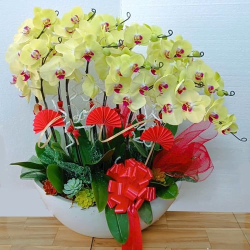 Chậu Hoa Lan Hồ Điệp 11