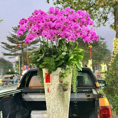 Chậu Hoa Lan Hồ Điệp 16