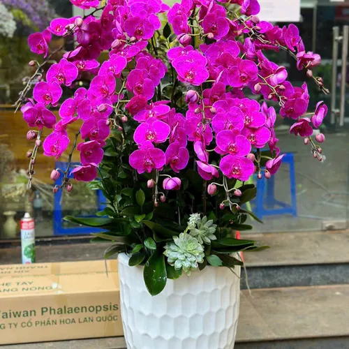 Chậu Hoa Lan Hồ Điệp 02