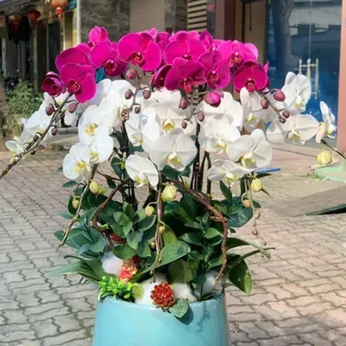 Chậu Hoa Lan Hồ Điệp 04