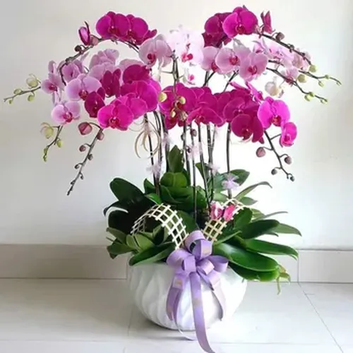 Chậu Hoa Lan Hồ Điệp 06