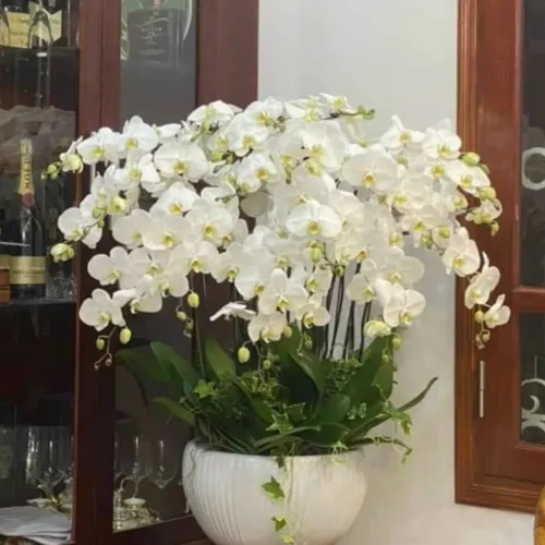 Chậu Hoa Lan Hồ Điệp 10