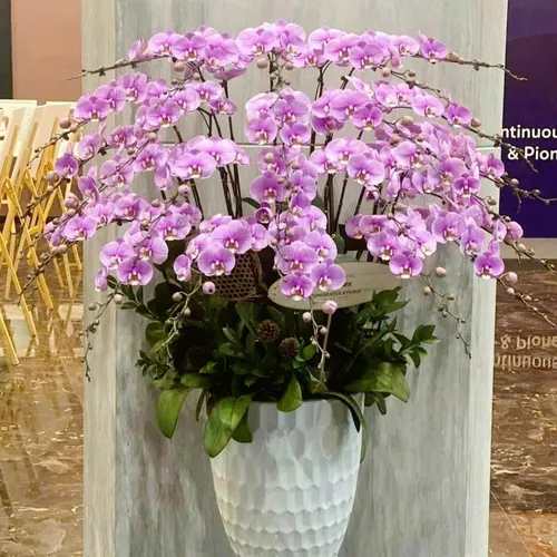 Chậu Hoa Lan Hồ Điệp 14