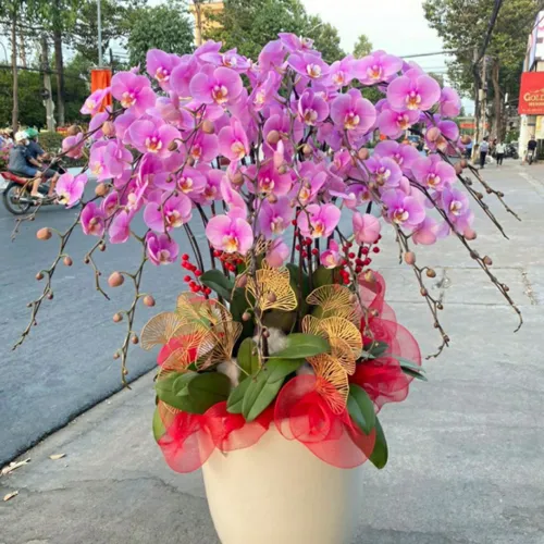 Chậu Hoa Lan Hồ Điệp 15