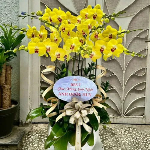 Chậu Hoa Lan Hồ Điệp 16