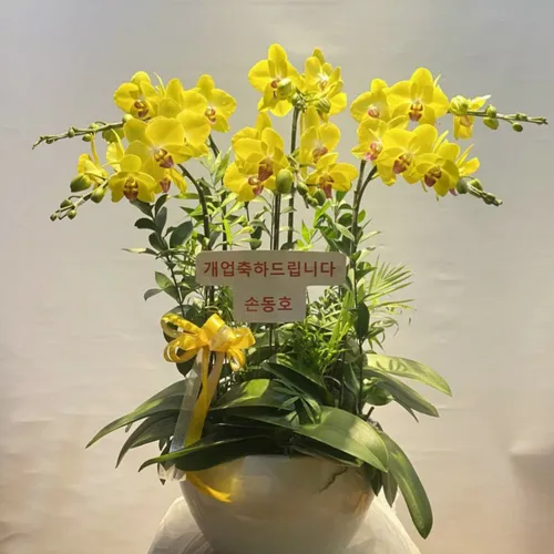 Chậu Hoa Lan Hồ Điệp 17