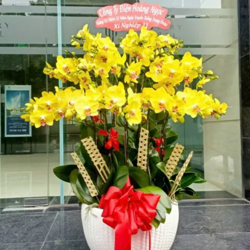 Chậu Hoa Lan Hồ Điệp 19