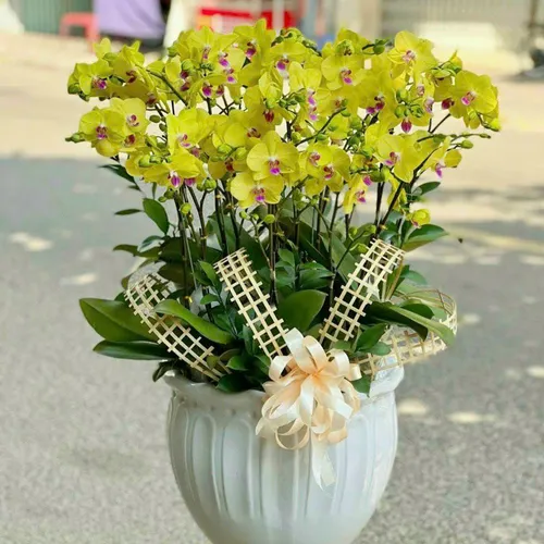 Chậu Hoa Lan Hồ Điệp 21