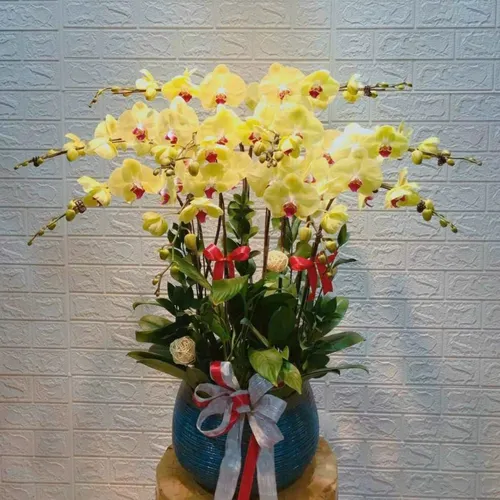 Chậu Hoa Lan Hồ Điệp 22