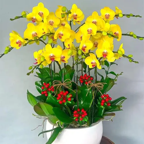 Chậu Hoa Lan Hồ Điệp 23