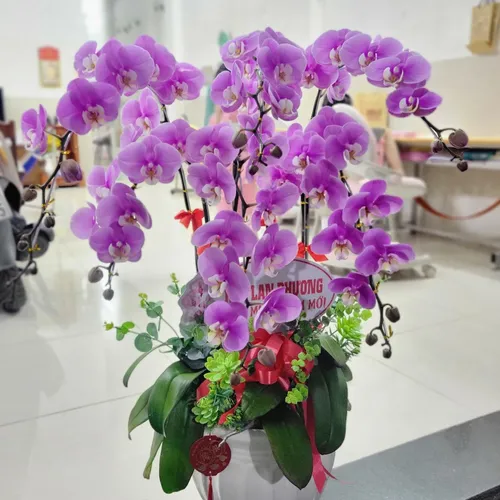 Chậu Hoa Lan Hồ Điệp 25
