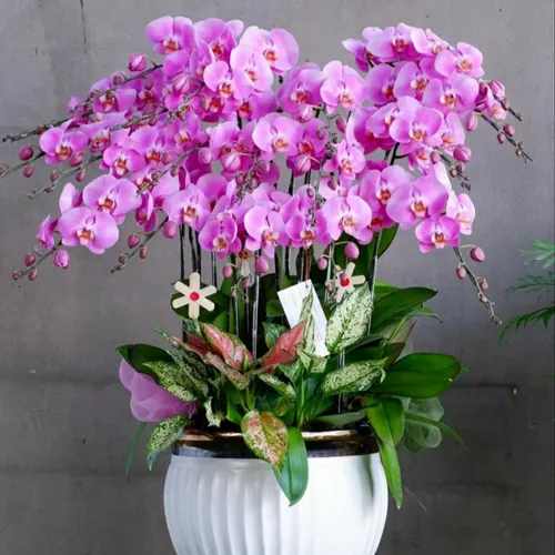 Chậu Hoa Lan Hồ Điệp 26