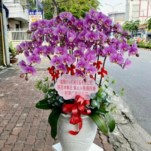 Chậu Hoa Lan Hồ Điệp 27