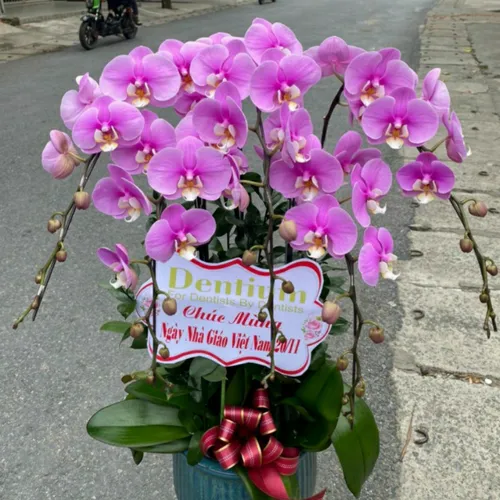 Chậu Hoa Lan Hồ Điệp 28