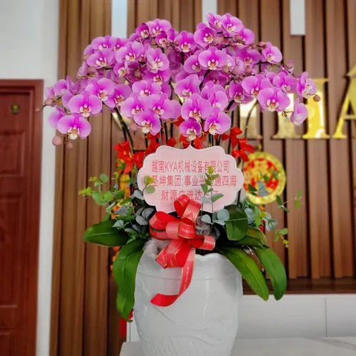 Chậu Hoa Lan Hồ Điệp 29