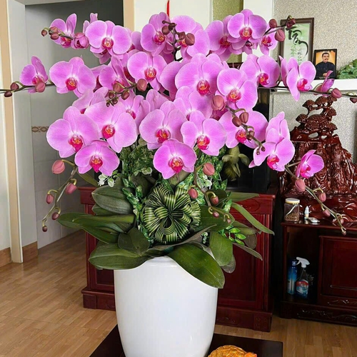 Chậu Hoa Lan Hồ Điệp 32