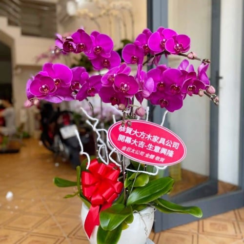 Chậu Hoa Lan Hồ Điệp 33