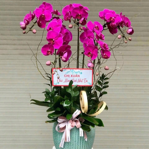 Chậu Hoa Lan Hồ Điệp 36