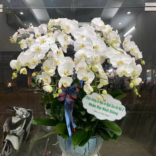 Chậu Lan trắng Hải Phòng 13