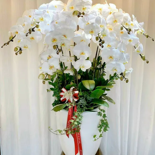 Chậu Lan trắng Hải Phòng 24