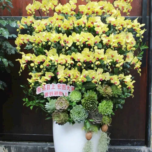 Chậu Lan vàng Hải Phòng 33