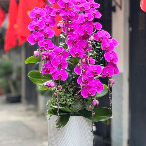 Chậu Lan tết Hải Phòng 24