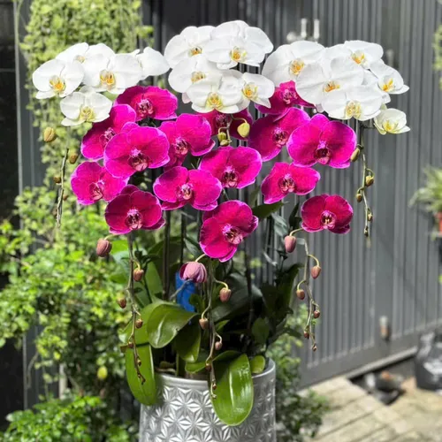 Chậu Lan tết Hải Phòng 19