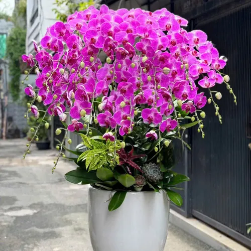 Chậu Lan tết Hải Phòng 02