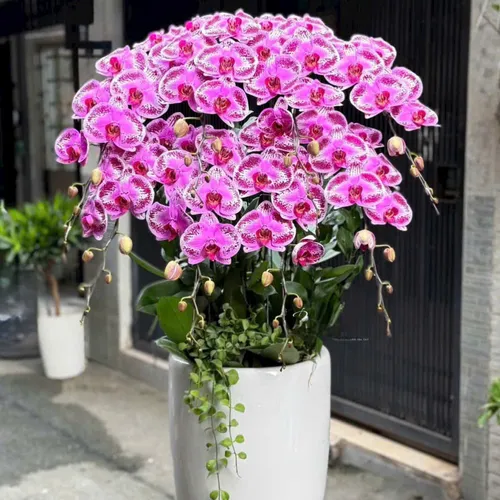 Chậu Lan tết Hải Phòng 04