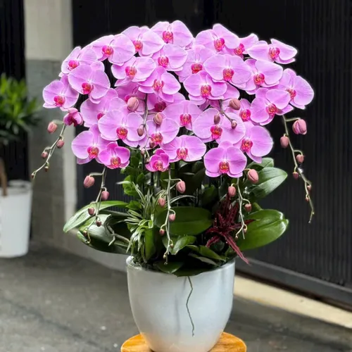 Chậu Lan tết Hải Phòng 05