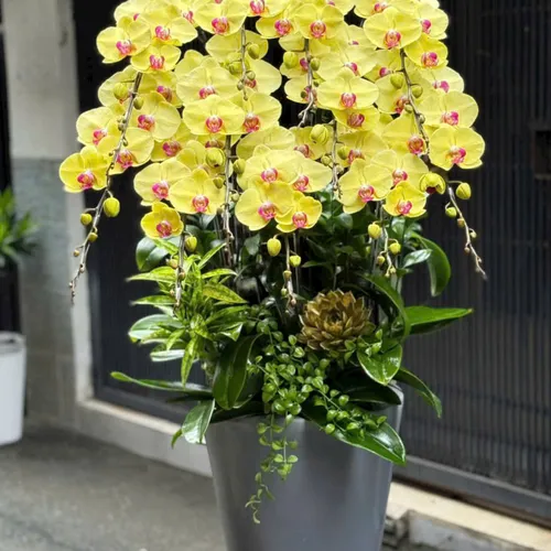 Chậu Lan tết Hải Phòng 06