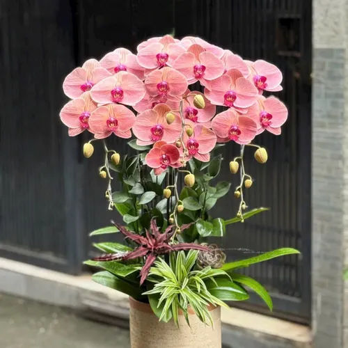 Chậu Lan tết Hải Phòng 07