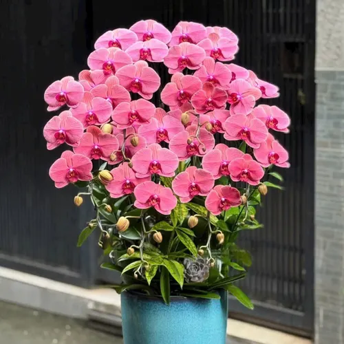 Chậu Lan tết Hải Phòng 08