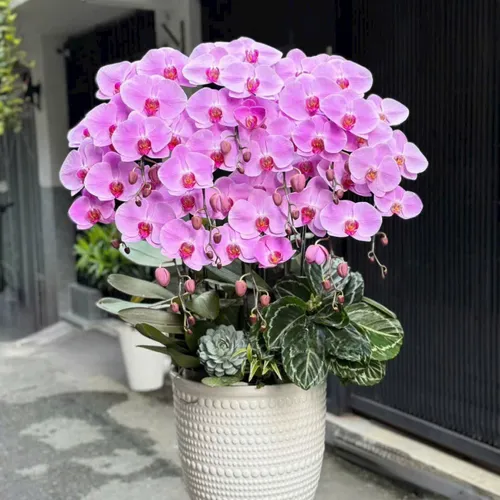 Chậu Lan tết Hải Phòng 09