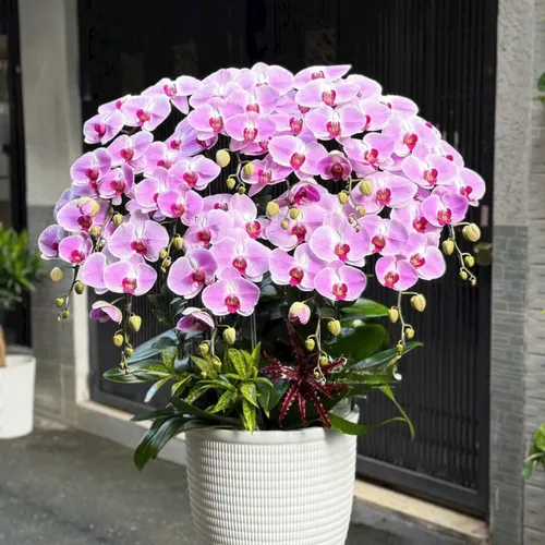 Chậu Lan tết Hải Phòng 10