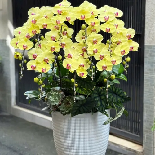 Chậu Lan tết Hải Phòng 11