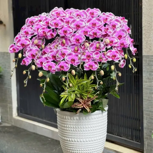 Chậu Lan tết Hải Phòng 12