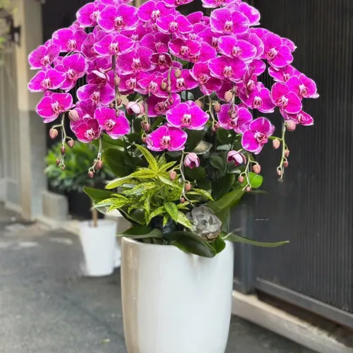 Chậu Lan tết Hải Phòng 13