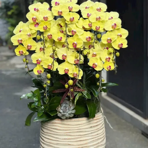 Chậu Lan tết Hải Phòng 14