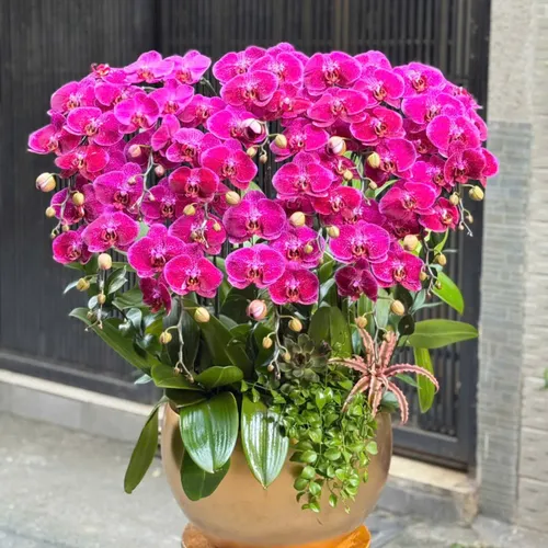 Chậu Lan tết Hải Phòng 15