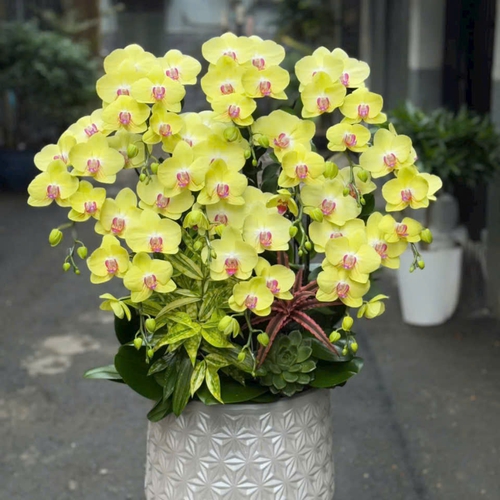 Chậu Lan tết Hải Phòng 16